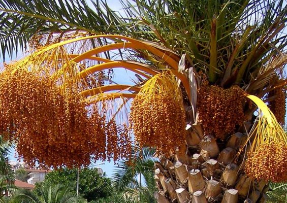 Planta de datiles, palmeras tropicales en Ecuador