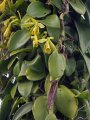 Vainilla como se cultiva, planta fruto vainilla vaina de la orquidea